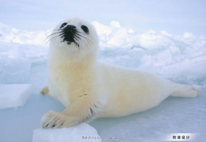 photoshop移花接木合成荔枝海豹 - 转载教程区