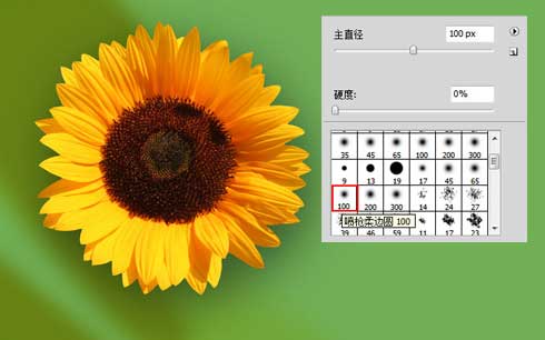 Photoshop制作向日葵壁纸教程