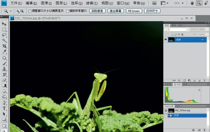 Photoshop给摄影中的螳螂做后期修饰