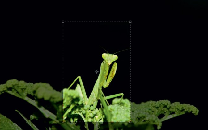 Photoshop给摄影中的螳螂做后期修饰