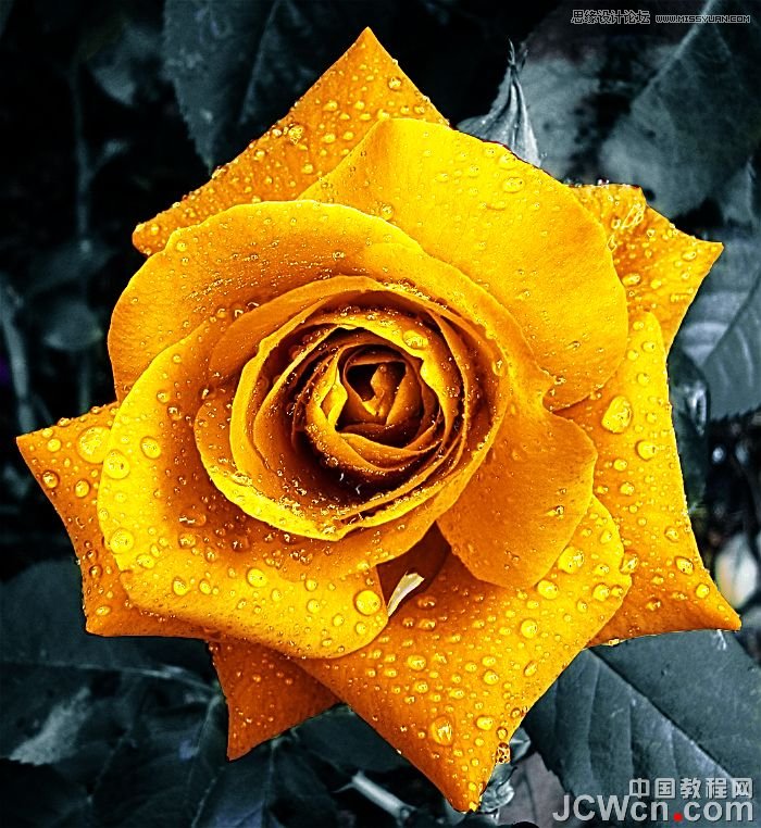 Photoshop将红玫瑰变成超酷的金色玫瑰,PS教程,图老师教程网