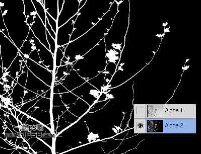 Photoshop使用通道和计算命令给树枝抠图,PS教程,图老师教程网