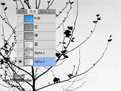 Photoshop使用通道和计算命令给树枝抠图,PS教程,图老师教程网