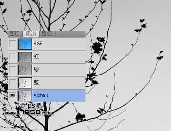 Photoshop使用通道和计算命令给树枝抠图,PS教程,图老师教程网