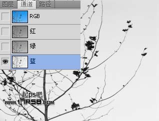 Photoshop使用通道和计算命令给树枝抠图,PS教程,图老师教程网