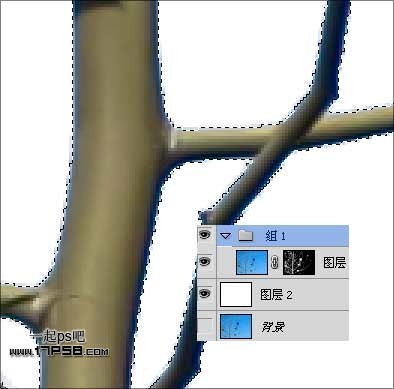 Photoshop使用通道和计算命令给树枝抠图,PS教程,图老师教程网