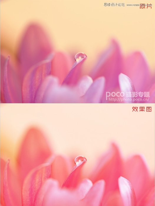 Photoshop简单调出唯美的微距花卉作品,PS教程,图老师教程网