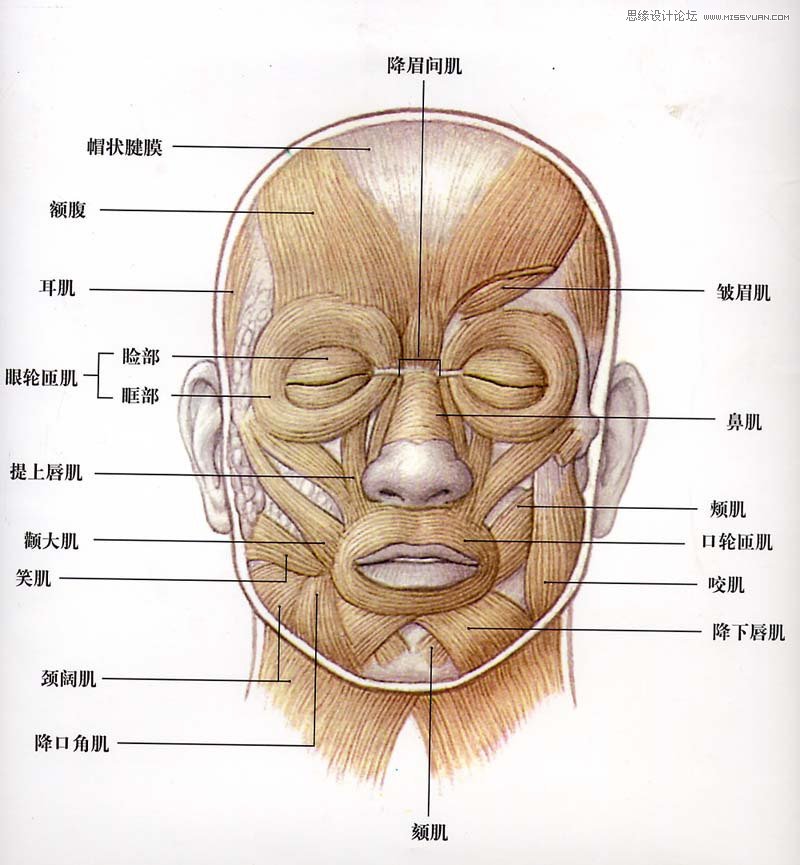 Photoshop调出模特面部完美的质感肤色,PS教程,图老师教程网