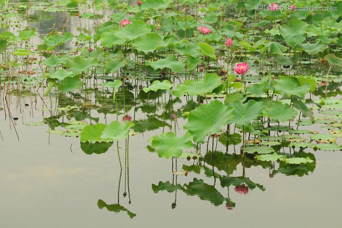 Photoshop调出蓝调夜景荷塘荷花教程,PS教程,图老师教程网