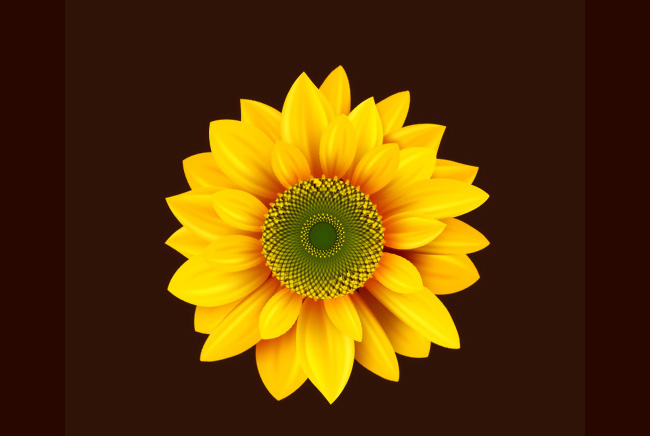 Photoshop绘制逼真的向日葵花朵教程,PS教程,图老师教程网