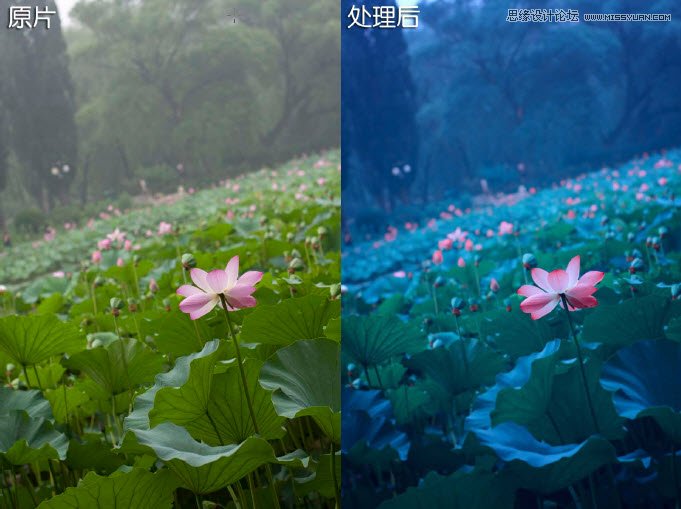 Photoshop制作迷幻色彩荷花调色教程,PS教程,图老师教程网