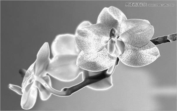 Photoshop调出花朵漂亮的暗色调教程