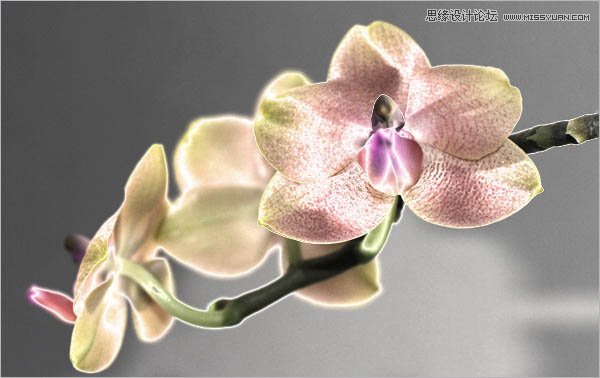 Photoshop调出花朵漂亮的暗色调教程