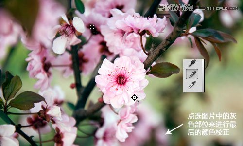 Photoshop利用曲线修正灰蒙蒙花朵图片,PS教程,图老师教程网