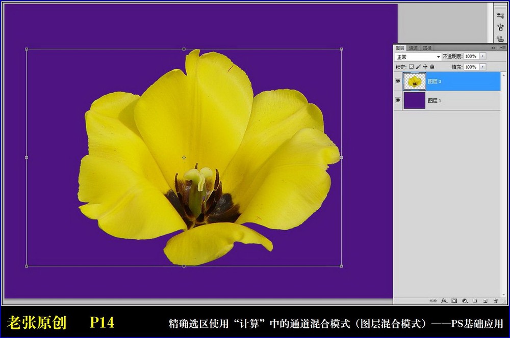 Photoshop通过计算命令改变花的颜色,PS教程,图老师教程网