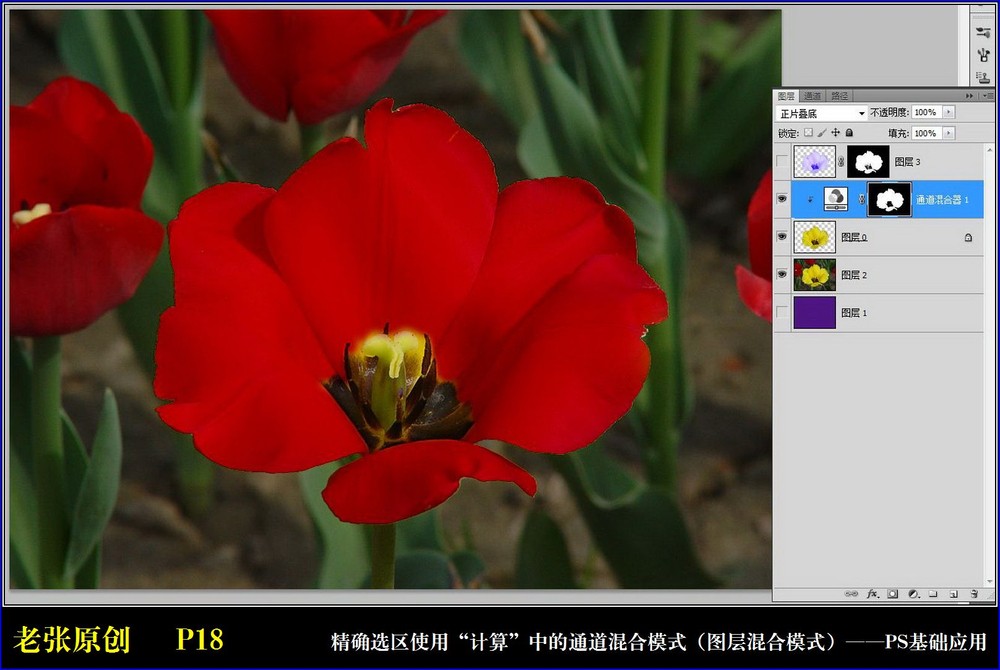 Photoshop通过计算命令改变花的颜色,PS教程,图老师教程网