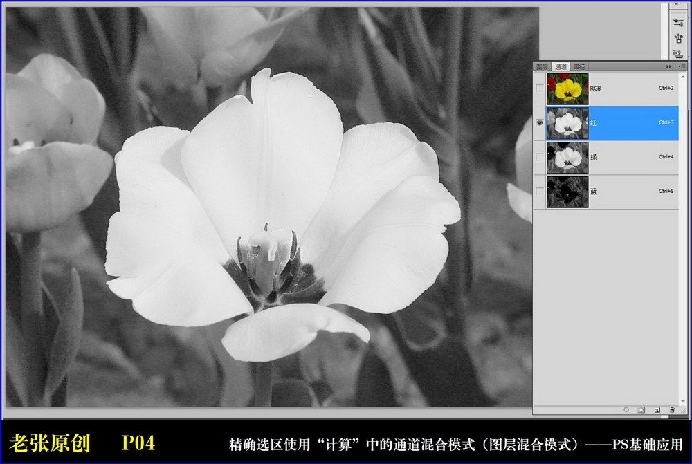 Photoshop通过计算命令改变花的颜色,PS教程,图老师教程网