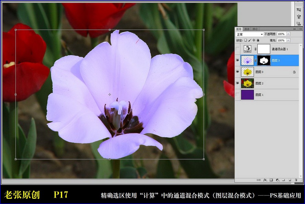 Photoshop通过计算命令改变花的颜色,PS教程,图老师教程网