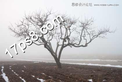 Photoshop合成在野外成长的枯树场景,PS教程,图老师教程网