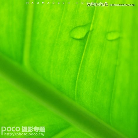 独家摄影绝技之春季花朵摄影