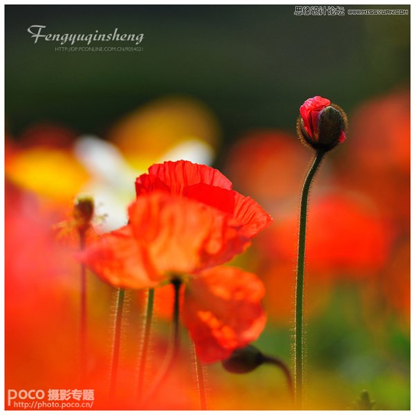 独家摄影绝技之春季花朵摄影