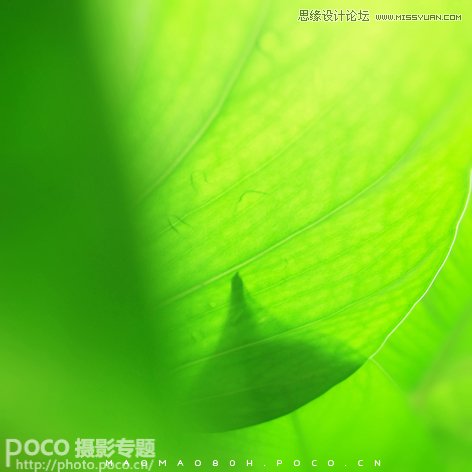 独家摄影绝技之春季花朵摄影