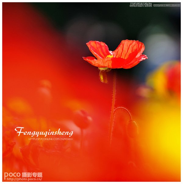 独家摄影绝技之春季花朵摄影