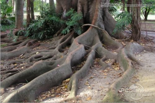 Photoshop合成制作树根人体超自然蜕变场景,PS教程,图老师教程网