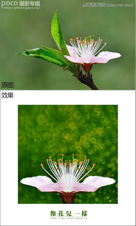 Photoshop调出花朵照片唯美鲜艳色调,PS教程,图老师教程网