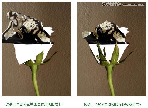 Photoshop把玫瑰花转化成水花花朵效果,PS教程,图老师教程网