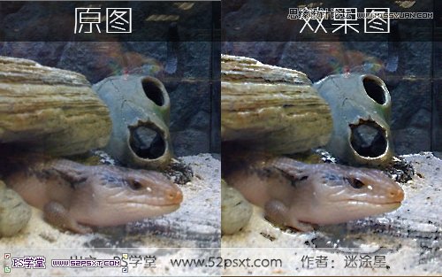 Photoshop使用通道把动物照片变清晰效果,PS教程,图老师教程网