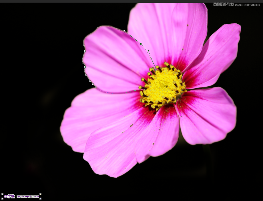 Photoshop制作梦幻光线效果的艺术花朵,PS教程,图老师教程网