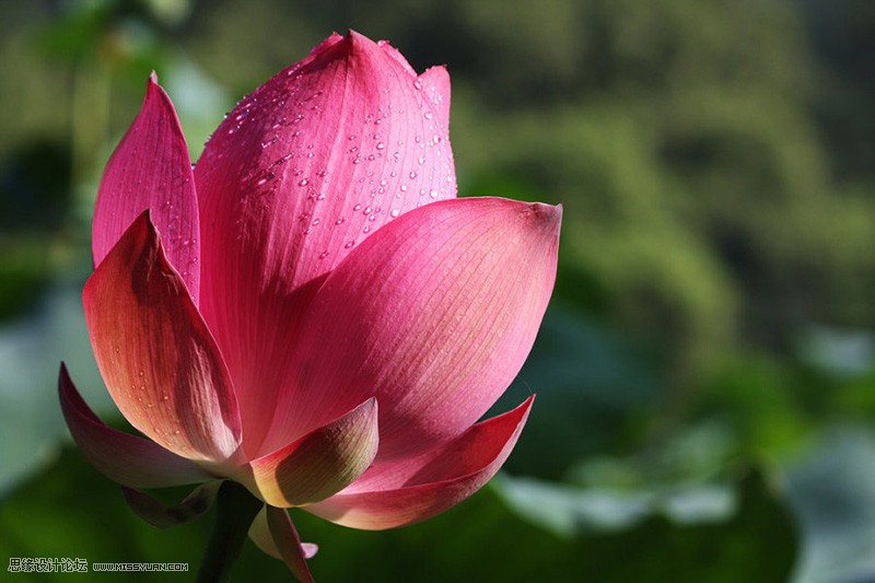 Photoshop绘制梦幻紫色风格的花朵教程,PS教程,图老师教程网