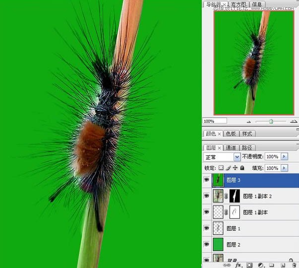 Photoshop使用抽出滤镜抠出多刺的毛虫