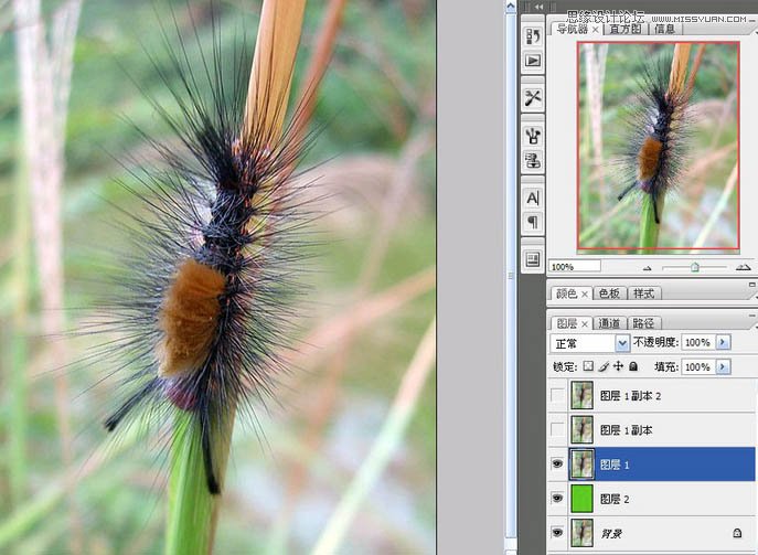 Photoshop使用抽出滤镜抠出多刺的毛虫,PS教程,图老师教程网