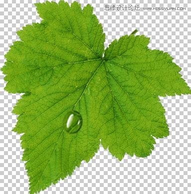 Photoshop制作在绿叶上滚动的水珠,PS教程,图老师教程网
