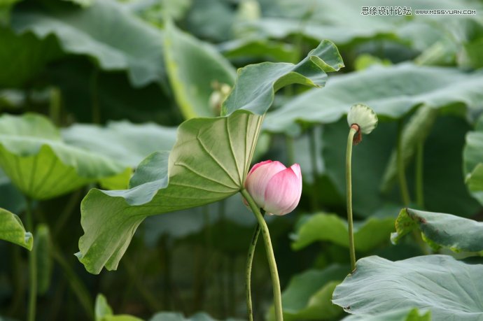 Photoshop给荷花照片更换朦胧背景效果,PS教程,图老师教程网