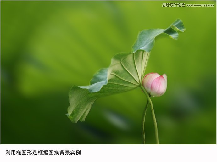 Photoshop给荷花照片更换朦胧背景效果,PS教程,图老师教程网