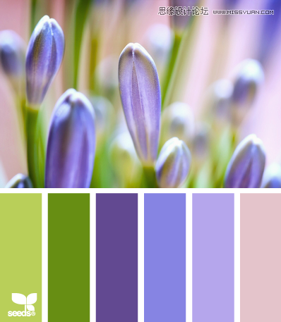 SpringBlooms 配色设计:来源于生活与大自然