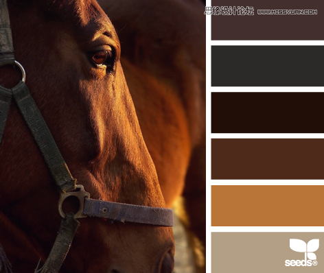 HorseHues 配色设计:来源于生活与大自然