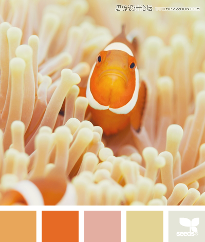 ColorSwim 配色设计:来源于生活与大自然