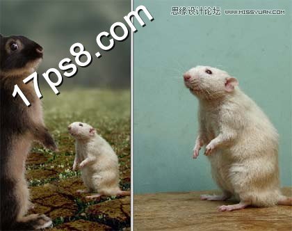 Photoshop合成情人节正在求爱的老鼠