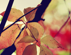 秋天树叶怀旧淡黄色调调色动作