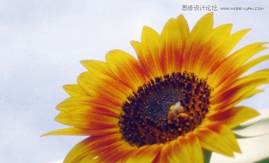 ʦѡҳ