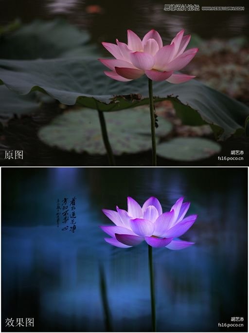 Photoshop为夏日荷花图调出清新高雅色调