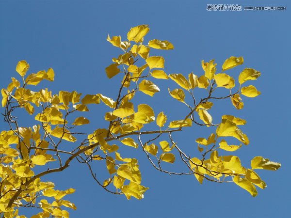 PhotoshopϳɽϵΨЧͼ