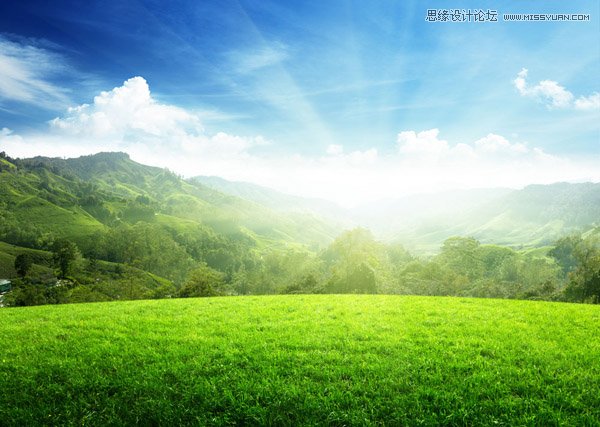 Photoshop合成野外雨中犹豫的一头牛海报