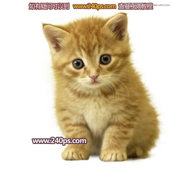 Photoshop利用调整边缘抠出毛茸茸的猫咪