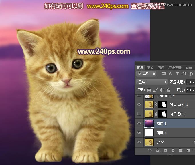 Photoshop利用调整边缘抠出毛茸茸的猫咪