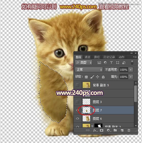 Photoshop利用调整边缘抠出毛茸茸的猫咪